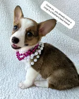 Salutations! , a female Cardigan Welsh Corgi and Pembroke Welsh Corgi for sale in Bradenton, FL – Photo 1 of 10