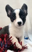 Sherpa, a male Cardigan Welsh Corgi and Pembroke Welsh Corgi for sale in Bradenton, FL – 2 of 10