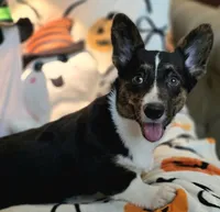 Wookie, a female Cardigan Welsh Corgi and Pembroke Welsh Corgi for sale in Bradenton, FL – 5 of 10