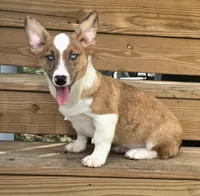 Sherlock! , a male Cardigan Welsh Corgi and Pembroke Welsh Corgi for sale in Bradenton, FL – 4 of 10