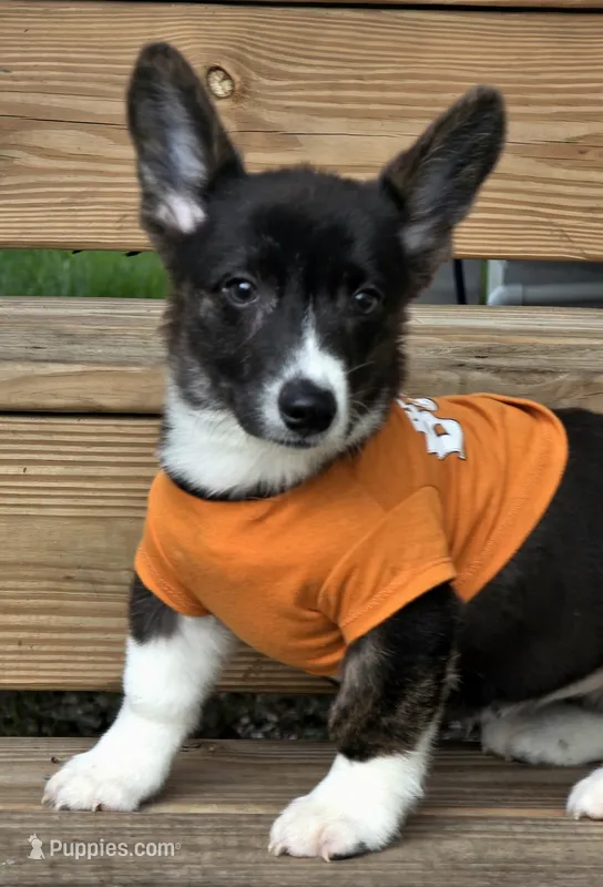 Whoopie  – Cardigan Welsh Corgi, Pembroke Welsh Corgi puppy for sale in Bradenton, FL