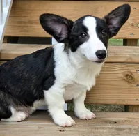 Sherpa, a male Cardigan Welsh Corgi and Pembroke Welsh Corgi for sale in Bradenton, FL – 2 of 10