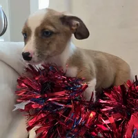 Sherlock! , a male Cardigan Welsh Corgi and Pembroke Welsh Corgi for sale in Bradenton, FL – 2 of 10