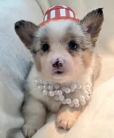 Venus, a female Cardigan Welsh Corgi and Pembroke Welsh Corgi for sale in Bradenton, FL – 7 of 10