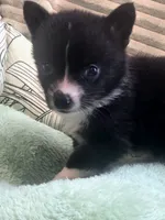 Whoopie , a female Cardigan Welsh Corgi and Pembroke Welsh Corgi for sale in Bradenton, FL – 9 of 10
