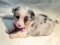 Valencia , a female Cardigan Welsh Corgi and Pembroke Welsh Corgi for sale in Bradenton, FL – 9 of 10