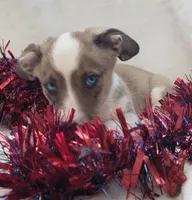 Sherlock! , a male Cardigan Welsh Corgi and Pembroke Welsh Corgi for sale in Bradenton, FL – 8 of 10