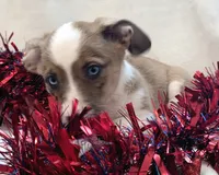Sherlock! , a male Cardigan Welsh Corgi and Pembroke Welsh Corgi for sale in Bradenton, FL – 7 of 10