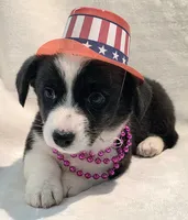 Unicorn ( bluie, pink carrier dm clear), a female Cardigan Welsh Corgi for sale in Bradenton, FL – 5 of 10