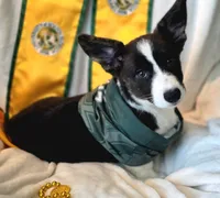 Unicorn ( bluie, pink carrier dm clear) pet, a female Cardigan Welsh Corgi for sale in Bradenton, FL – 5 of 10