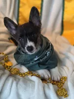 Whoopie , a female Cardigan Welsh Corgi and Pembroke Welsh Corgi for sale in Bradenton, FL – 5 of 10
