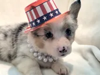 Venus, a female Cardigan Welsh Corgi and Pembroke Welsh Corgi for sale in Bradenton, FL – 9 of 10