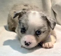 Victory, a female Cardigan Welsh Corgi and Pembroke Welsh Corgi for sale in Bradenton, FL – 6 of 10