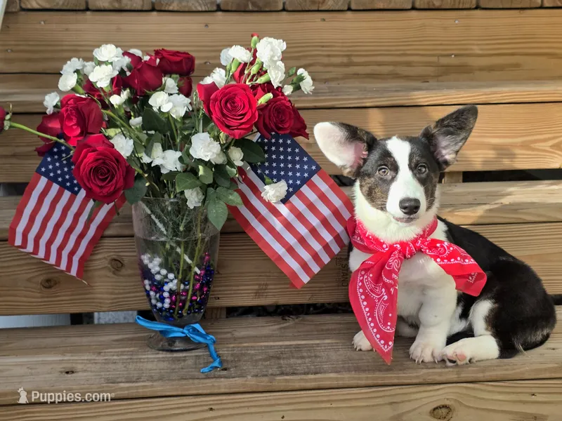 Unique 4 pet ( liver, bluie pink carrier) dm clear  – Cardigan Welsh Corgi puppy for sale in Bradenton, FL