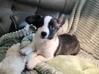 Sherpa, a male Cardigan Welsh Corgi and Pembroke Welsh Corgi for sale in Bradenton, FL – 2 of 10