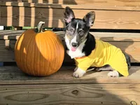 Wookie, a female Cardigan Welsh Corgi and Pembroke Welsh Corgi for sale in Bradenton, FL – 3 of 10