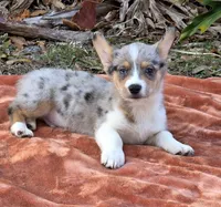 Hot Cider, a male Cardigan Welsh Corgi and Pembroke Welsh Corgi for sale in Bradenton, FL – Photo 2 of 10