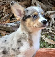 Hot Cider, a male Cardigan Welsh Corgi and Pembroke Welsh Corgi for sale in Bradenton, FL – Photo 4 of 10