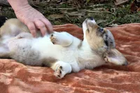 Hot Cider, a male Cardigan Welsh Corgi and Pembroke Welsh Corgi for sale in Bradenton, FL – Photo 6 of 10