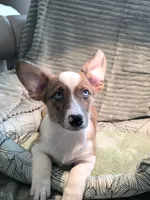 Sherlock! , a male Cardigan Welsh Corgi and Pembroke Welsh Corgi for sale in Bradenton, FL – 10 of 10