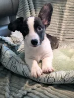 Sherpa, a male Cardigan Welsh Corgi and Pembroke Welsh Corgi for sale in Bradenton, FL – 6 of 10