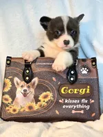 DOLLY, a female Cardigan Welsh Corgi and Pembroke Welsh Corgi for sale in Bradenton, FL – 10 of 10