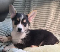 Tiberius  kurk , a male Cardigan Welsh Corgi and Pembroke Welsh Corgi for sale in Bradenton, FL – 1 of 10