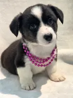 Unicorn ( bluie, pink carrier dm clear), a female Cardigan Welsh Corgi for sale in Bradenton, FL – 10 of 10