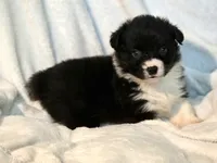 Rebecca , a female Cardigan Welsh Corgi and Pembroke Welsh Corgi for sale in Bradenton, FL – 7 of 10