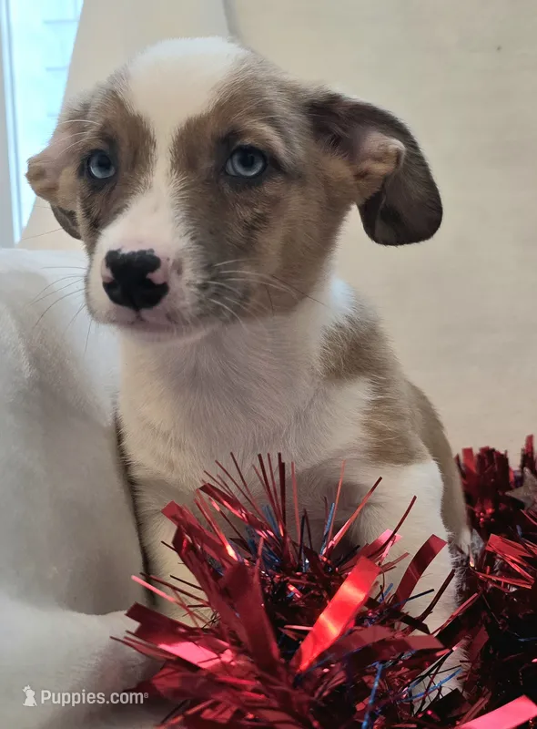 Sherlock!  – Cardigan Welsh Corgi, Pembroke Welsh Corgi puppy for sale in Bradenton, FL