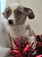 Sherlock! , a male Cardigan Welsh Corgi and Pembroke Welsh Corgi for sale in Bradenton, FL – 1 of 10