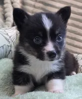 Wookie, a female Cardigan Welsh Corgi and Pembroke Welsh Corgi for sale in Bradenton, FL – 3 of 10