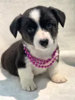Unicorn ( bluie, pink carrier dm clear), a female Cardigan Welsh Corgi for sale in Bradenton, FL – 3 of 10