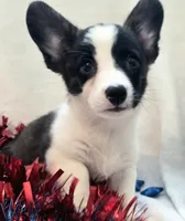 Sherpa, a male Cardigan Welsh Corgi and Pembroke Welsh Corgi for sale in Bradenton, FL – 5 of 10