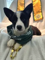 Valor, a female Cardigan Welsh Corgi and Pembroke Welsh Corgi for sale in Bradenton, FL – 3 of 10