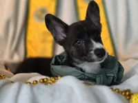Whoopie , a female Cardigan Welsh Corgi and Pembroke Welsh Corgi for sale in Bradenton, FL – 8 of 10