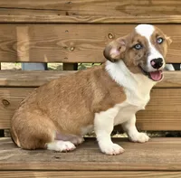 Sherlock! , a male Cardigan Welsh Corgi and Pembroke Welsh Corgi for sale in Bradenton, FL – 5 of 10