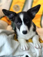 Unicorn ( bluie, pink carrier dm clear) pet, a female Cardigan Welsh Corgi for sale in Bradenton, FL – 6 of 10