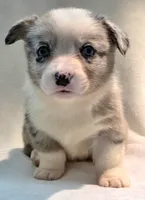 Victory, a female Cardigan Welsh Corgi and Pembroke Welsh Corgi for sale in Bradenton, FL – 8 of 10