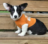 Unique 4 pet ( liver, bluie pink carrier) dm clear , a female Cardigan Welsh Corgi for sale in Bradenton, FL – 3 of 10