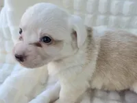 NARUTOMAKI, a female Cardigan Welsh Corgi for sale in Bradenton, FL – Photo 9 of 10