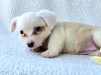 Sakura . Mothers day special!, a female Cardigan Welsh Corgi for sale in Bradenton, FL – Photo 4 of 10