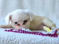 Sakura . Mothers day special!, a female Cardigan Welsh Corgi for sale in Bradenton, FL – Photo 6 of 10