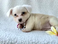 Sakura . Mothers day special!, a female Cardigan Welsh Corgi for sale in Bradenton, FL – Photo 5 of 10