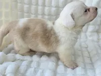 NARUTOMAKI, a female Cardigan Welsh Corgi for sale in Bradenton, FL – Photo 7 of 10