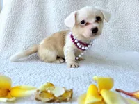 Sakura . Mothers day special!, a female Cardigan Welsh Corgi for sale in Bradenton, FL – Photo 10 of 10