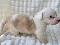 NARUTOMAKI, a female Cardigan Welsh Corgi for sale in Bradenton, FL – Photo 8 of 10