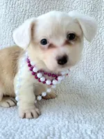 Sakura . Mothers day special!, a female Cardigan Welsh Corgi for sale in Bradenton, FL – Photo 8 of 10