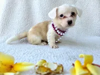 Sakura . Mothers day special!, a female Cardigan Welsh Corgi for sale in Bradenton, FL – Photo 9 of 10