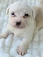 NARUTOMAKI, a female Cardigan Welsh Corgi for sale in Bradenton, FL – Photo 4 of 10